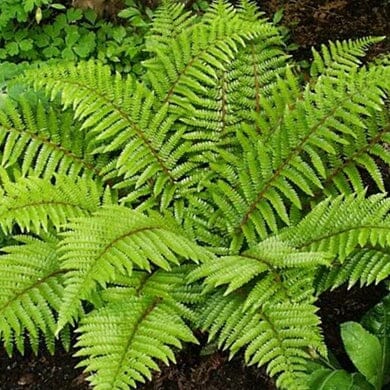 A lush, green fern with multiple arching fronds and delicate leaflets grows in rich, dark soil, surrounded by other greenery in a shaded garden setting.