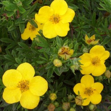 Bright yellow cinquefoil flowers with five petals each, surrounded by green, serrated leaves and several buds in various stages of bloom.