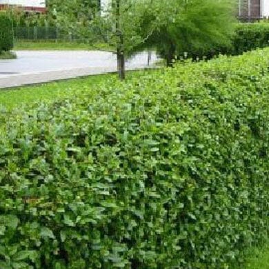 A neatly trimmed green hedge lines the edge of a grassy area near a road, with a tree and more greenery in the background.