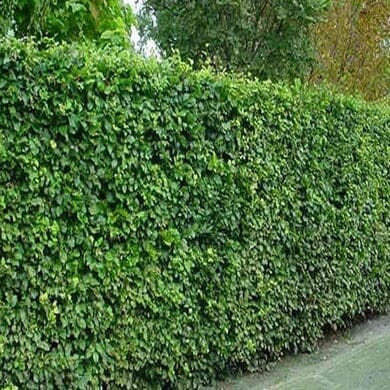 Hedging Plants