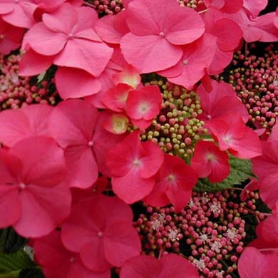 Best Garden Plants to Grow