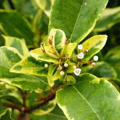 Variegated green leaves with creamy-yellow edges and clusters of small white flowers on a shrub. The plant appears healthy and vibrant in natural outdoor lighting.