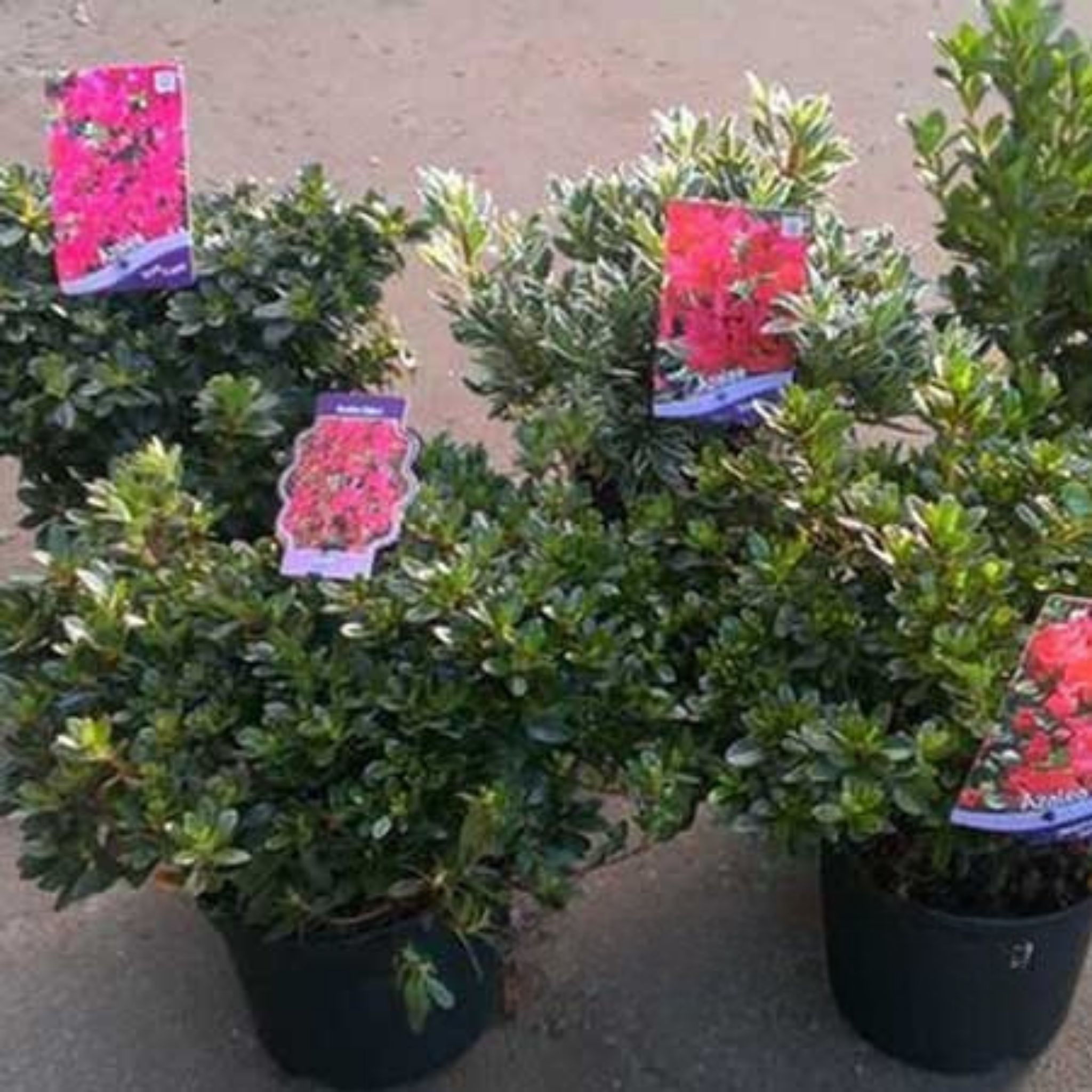 Azalea Jolie Madam Rhododendron