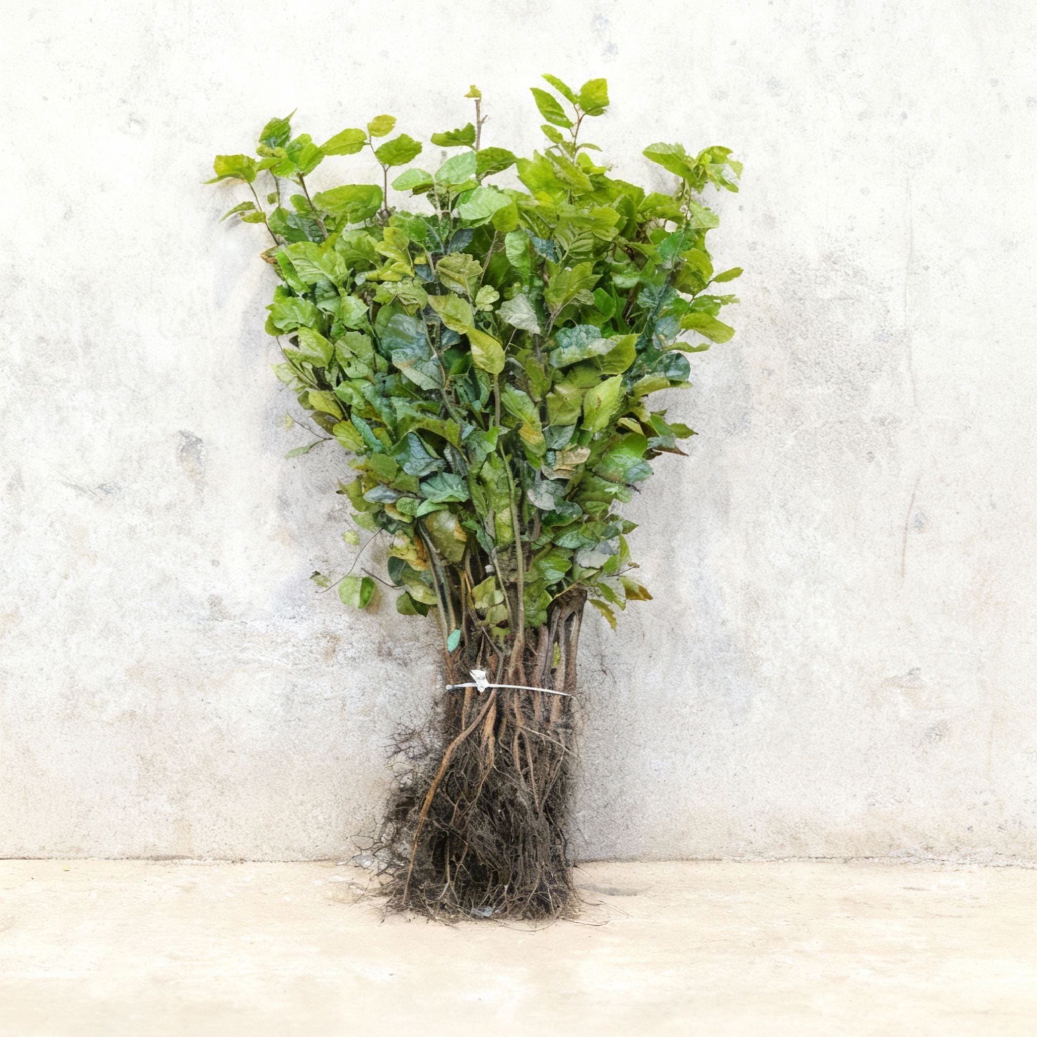 Fagus sylvatica (Green Beech) 40-60cm bare root hedging plants.