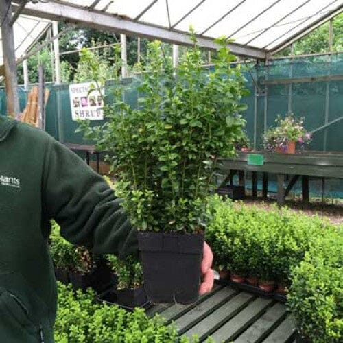 Buxus sempervirens (Box Hedge) 20-30cm pot grown evergreen.