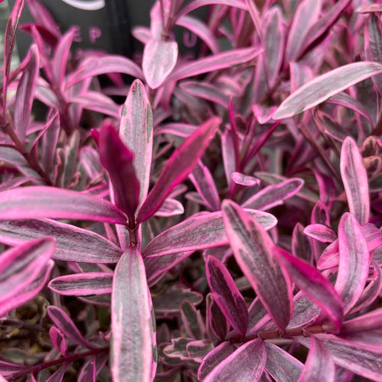 Hebe 'Burning Heart' (Burning Heart Hebe) 2L pot evergreen shrub.