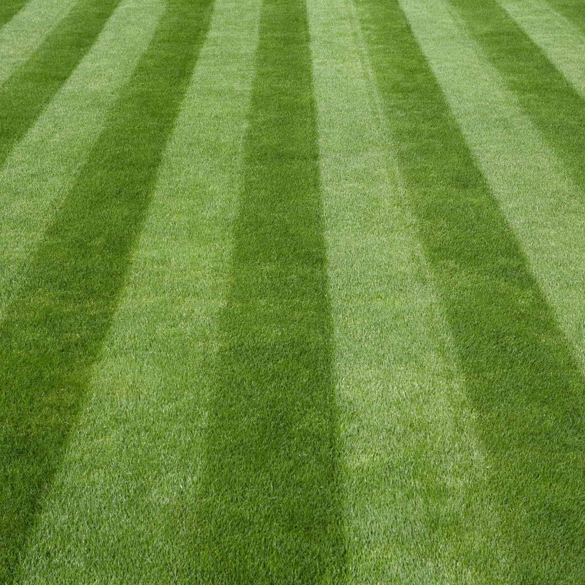 Lawn seed 20m2 lawn care and repair.