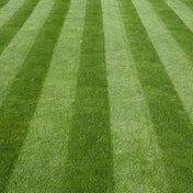 Lawn seed 20m2 lawn care and repair.