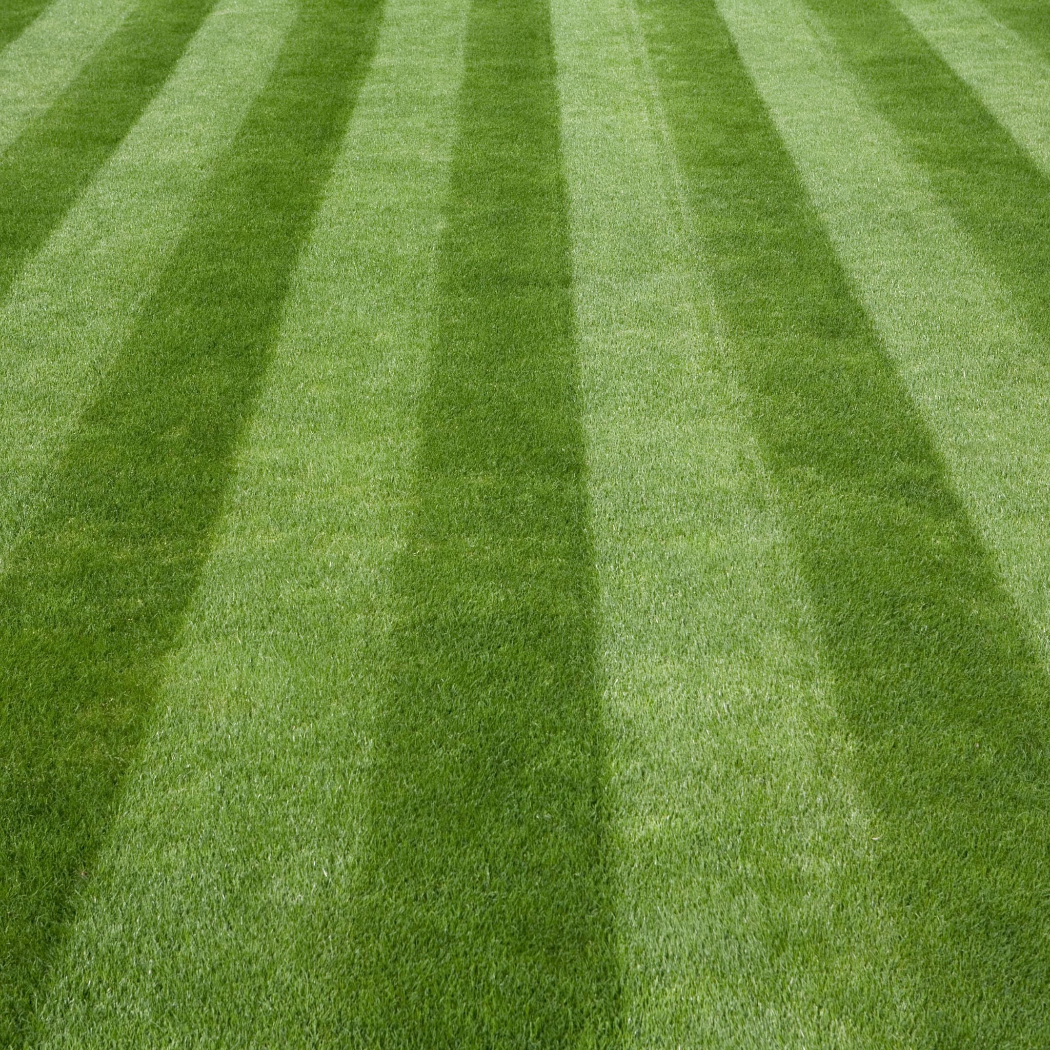 Lawn seed 20m2 lawn care and repair.