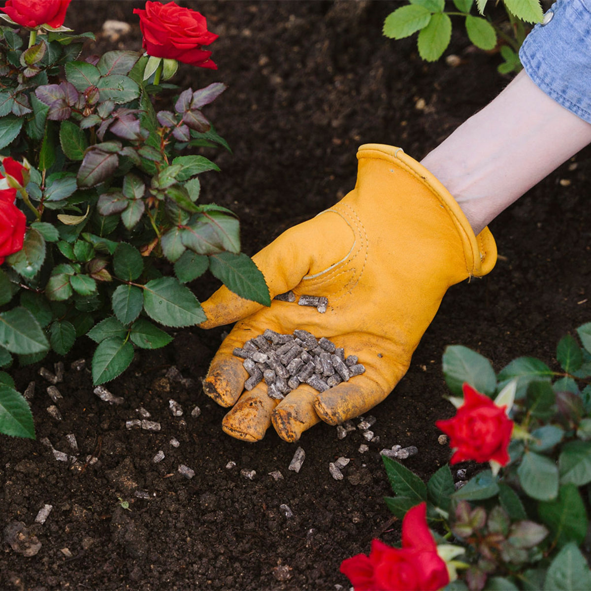Chicken manure pellets 2.25kg soil conditioner fertiliser for roses and garden use.
