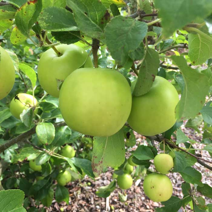 Malus domestica 'Granny Smith' dessert apple tree pot grown.