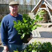 Prunus laurocerasus (Common Laurel) 30/40cm pot grown hedging plant.
