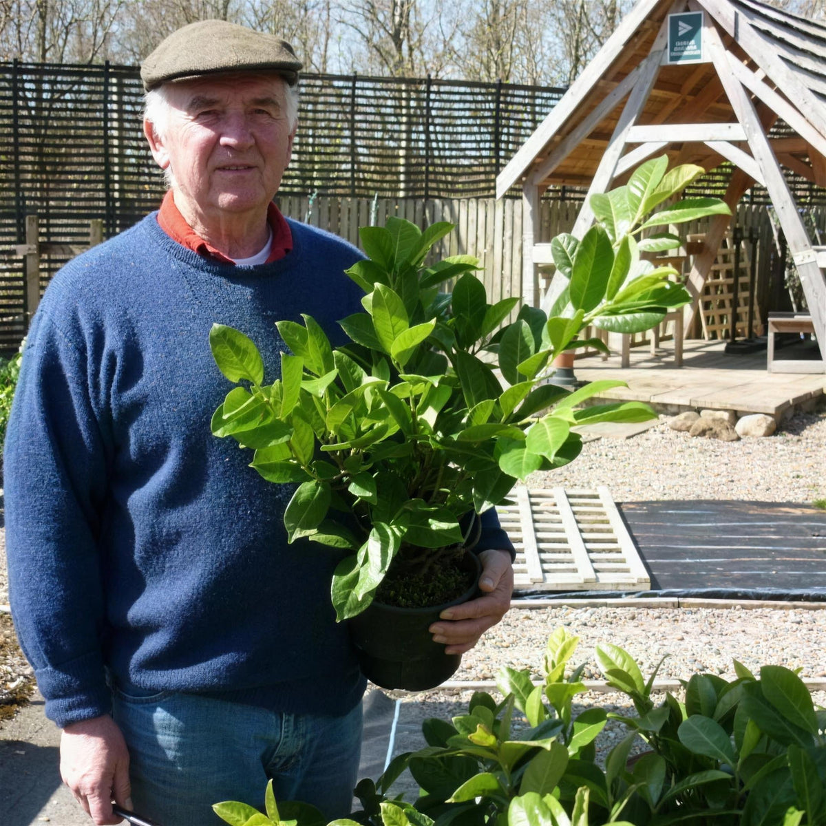 Prunus laurocerasus (Common Laurel) 30/40cm pot grown hedging plant.