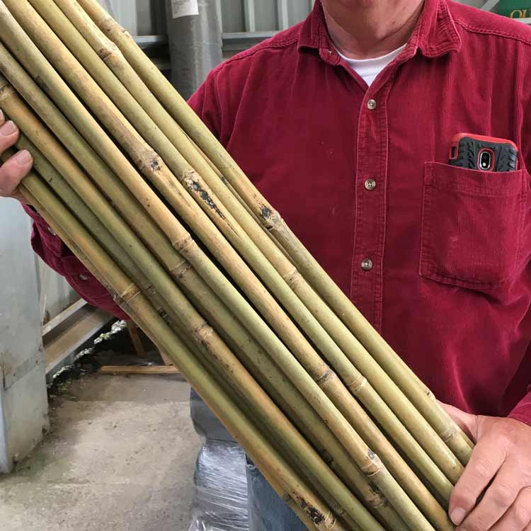 Bamboo canes 5ft 16-18mm pack of 50 garden support.