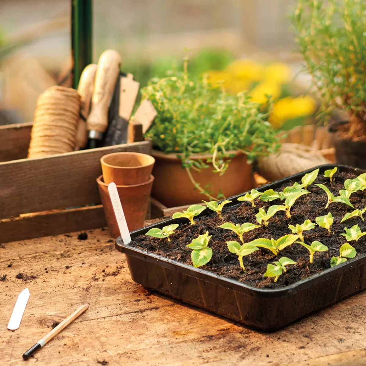 Standard seed tray rigid plastic for seed sowing and seedling raising.