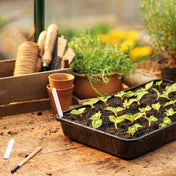 Standard seed tray rigid plastic for seed sowing and seedling raising.