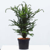 Taxus baccata (English yew) 60-90cm pot grown hedge plant.