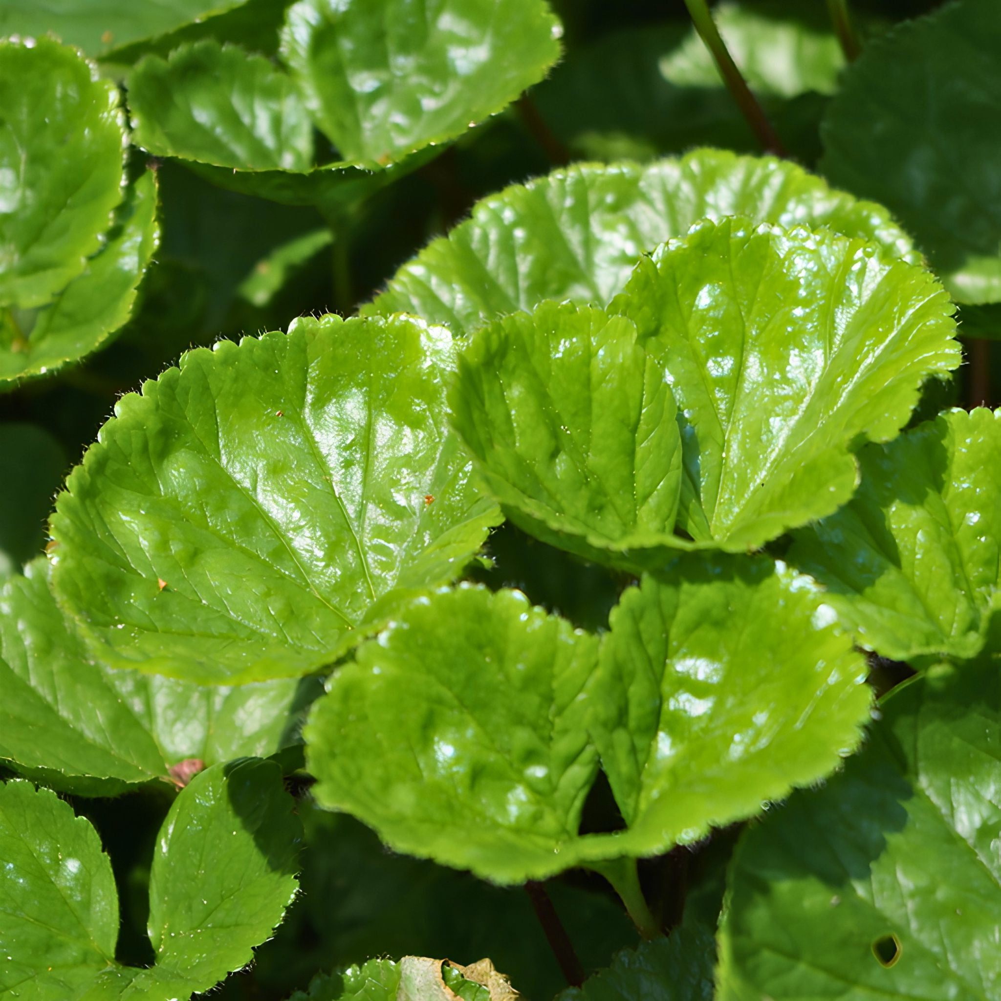 Gunnera magellanica (Chilean rhubarb) pot grown ground cover plant.