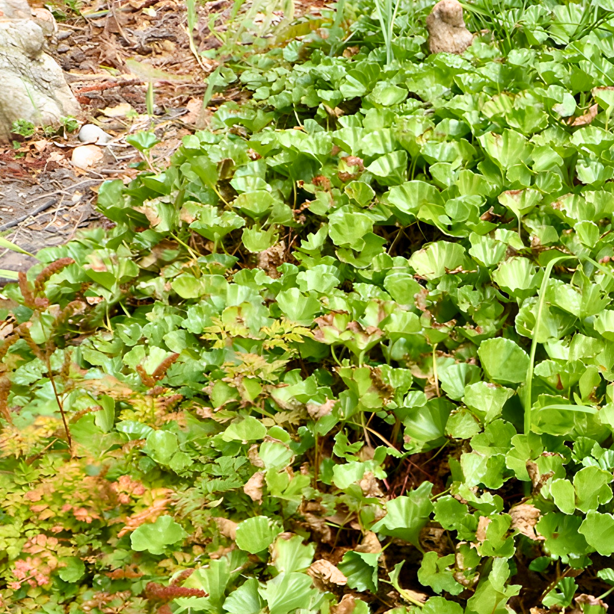 Gunnera magellanica ground cover pot grown perennial plant.