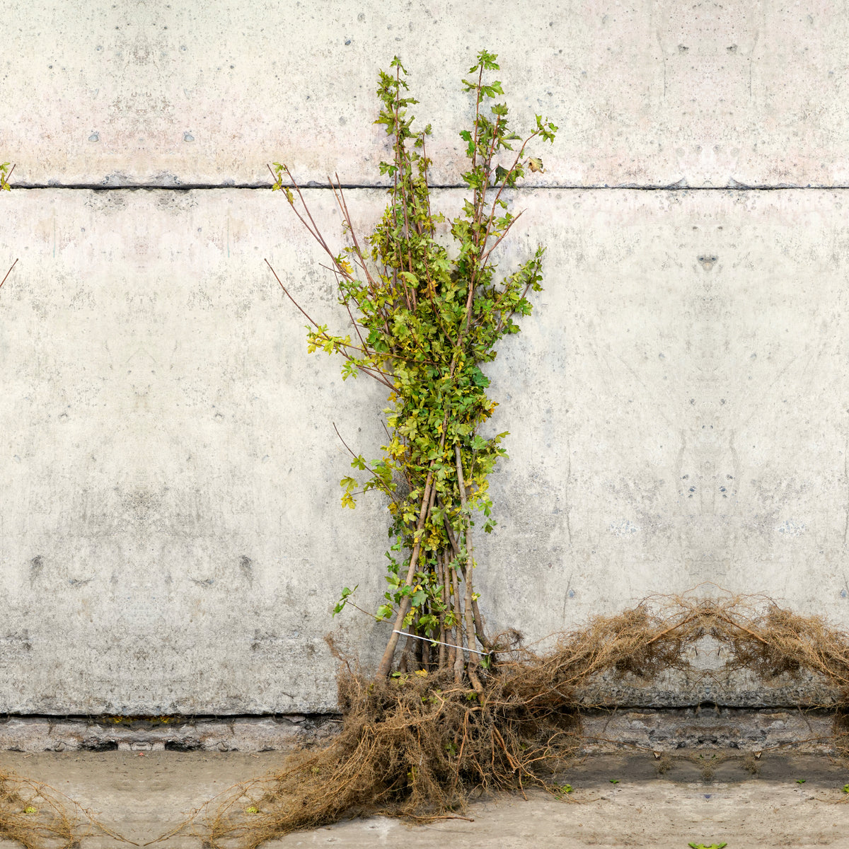 Field Maple bare root hedge 120-150cm