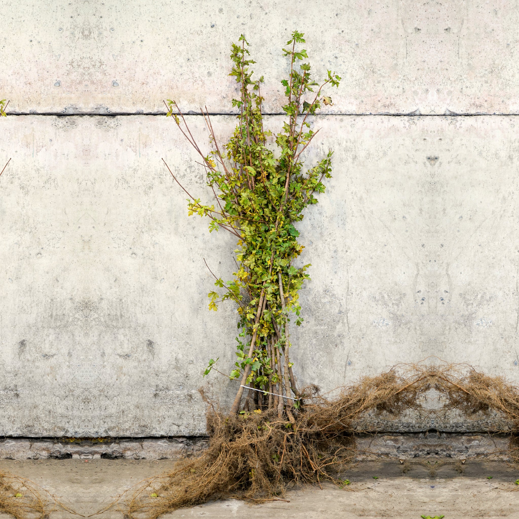 Field Maple bare root hedge 120-150cm