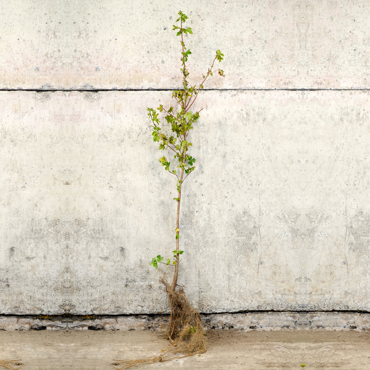 Field Maple bare root hedge 120-150cm – photo 2