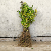 Field Maple bare root hedging 40-60cm (Acer campestre)