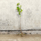 Field Maple bare root hedging 40-60cm (Acer campestre) – photo 2