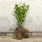 Field Maple bare root hedging 60-80cm