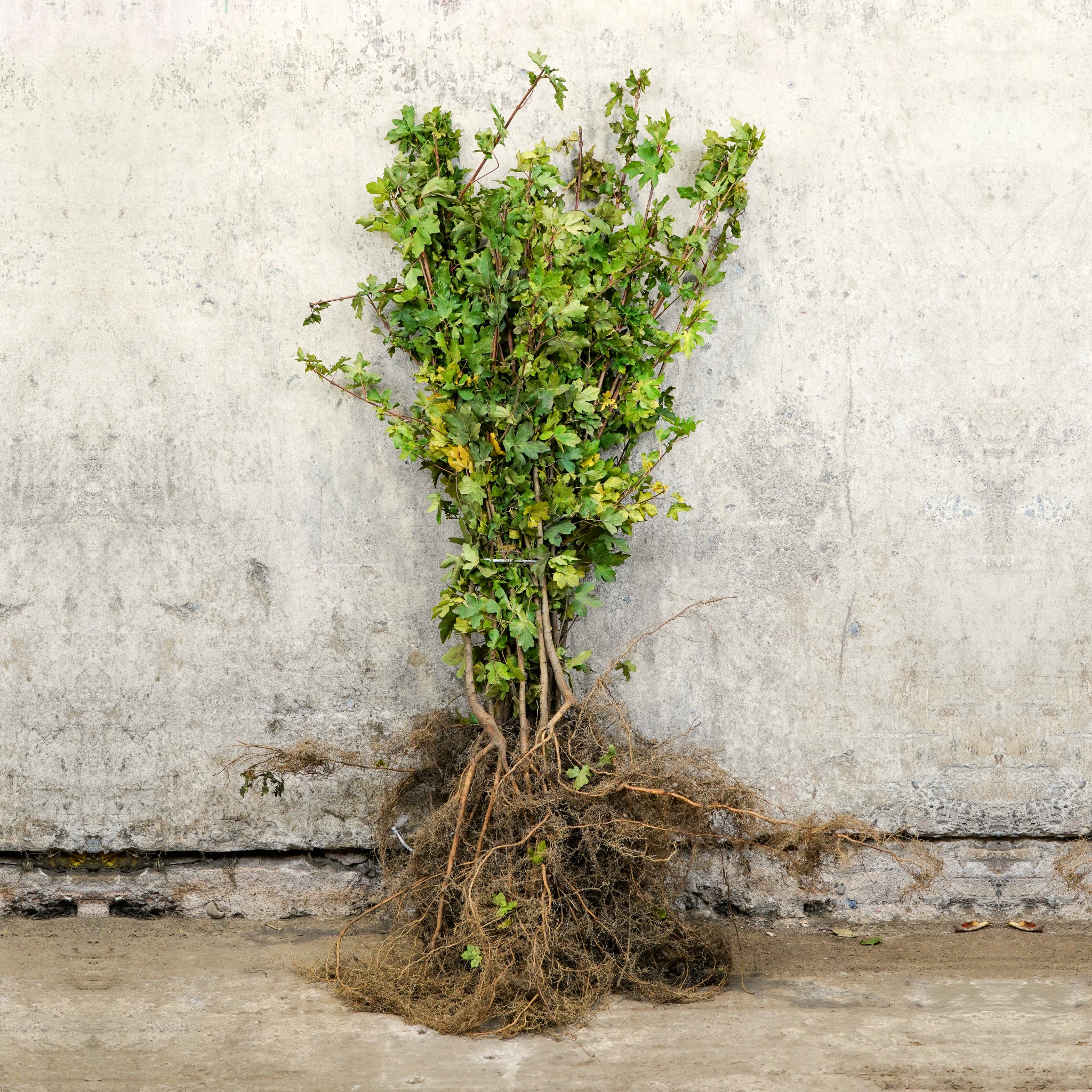 Field Maple bare root hedging 60-80cm