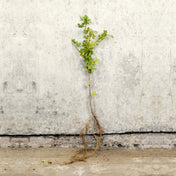 Field Maple bare root hedging 60-80cm – photo 2