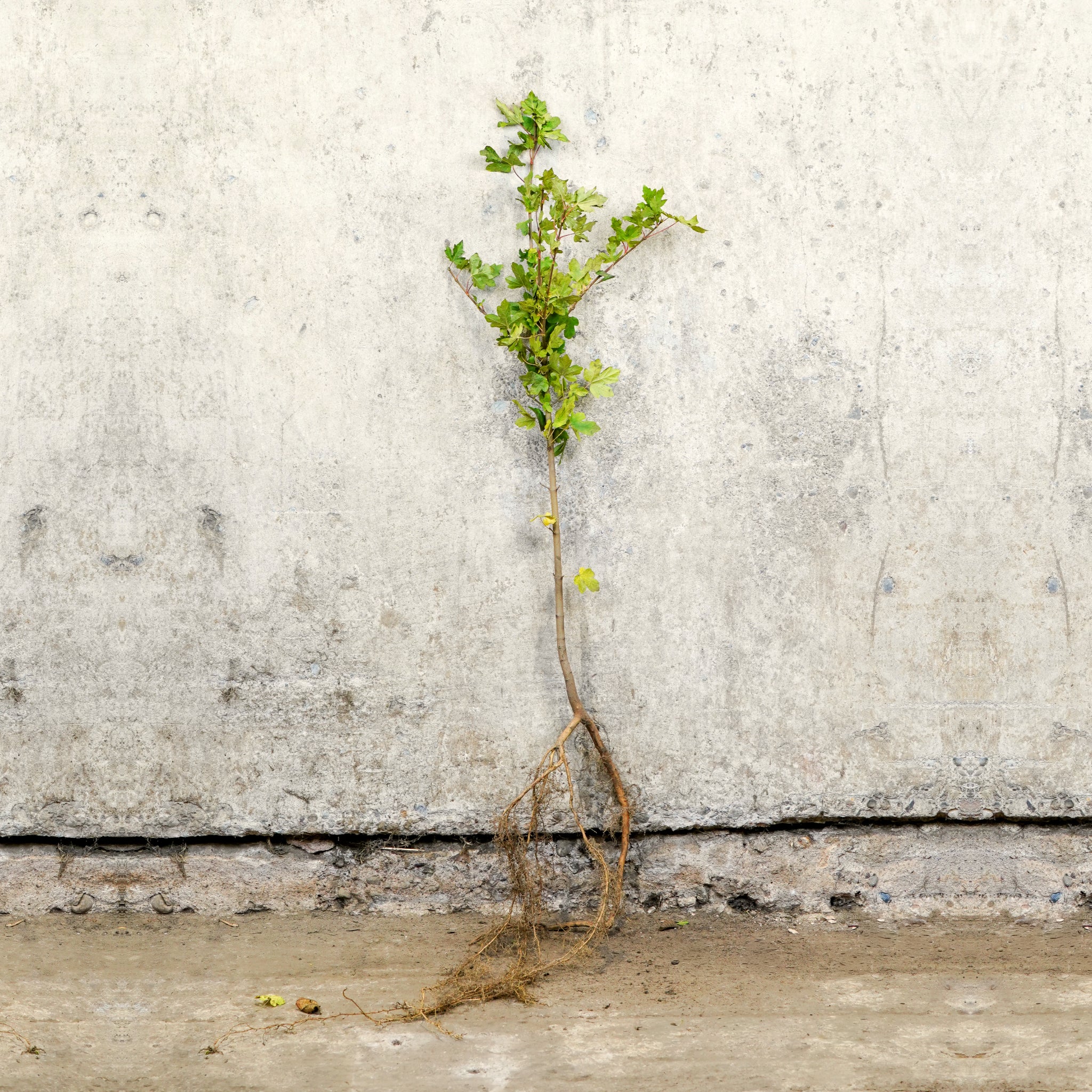 Field Maple bare root hedging 60-80cm