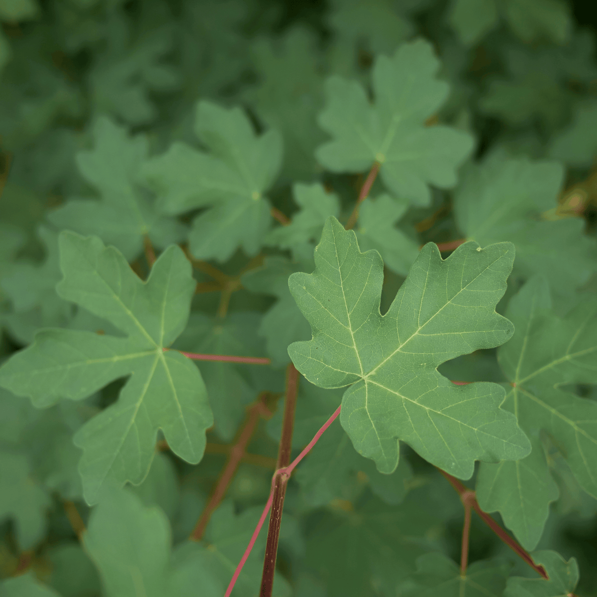 Field Maple (Acer campestre) foliage detail