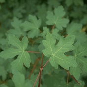 Field Maple (Acer campestre) foliage detail