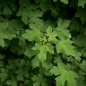 Field Maple (Acer campestre) foliage detail – photo 2