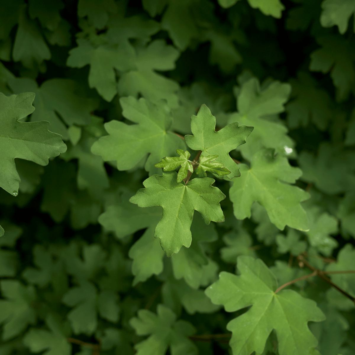 Field Maple (Acer campestre) foliage detail – photo 2