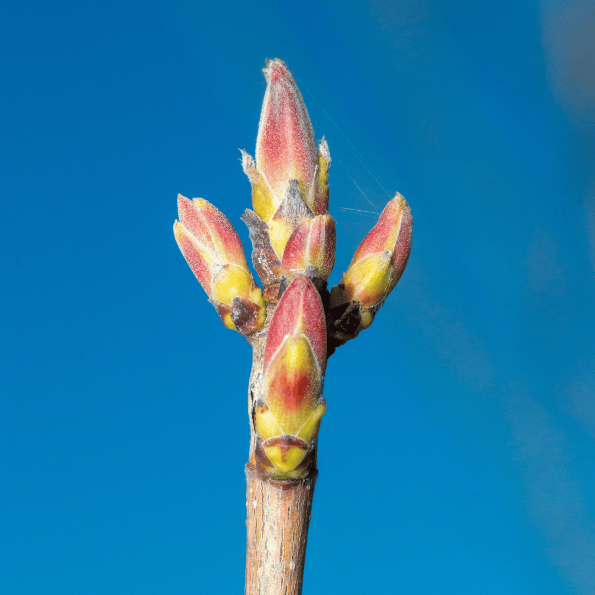 Field Maple (Acer campestre) foliage detail – photo 3