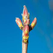 Field Maple (Acer campestre) foliage detail – photo 3