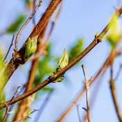 Field Maple (Acer campestre) foliage detail – photo 4
