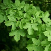 Field Maple (Acer campestre) foliage detail – photo 5