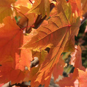 Acer rubrum ‘October Glory’ 125–150cm bare root tree.