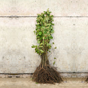 Common Alder bare root hedge 100-125cm