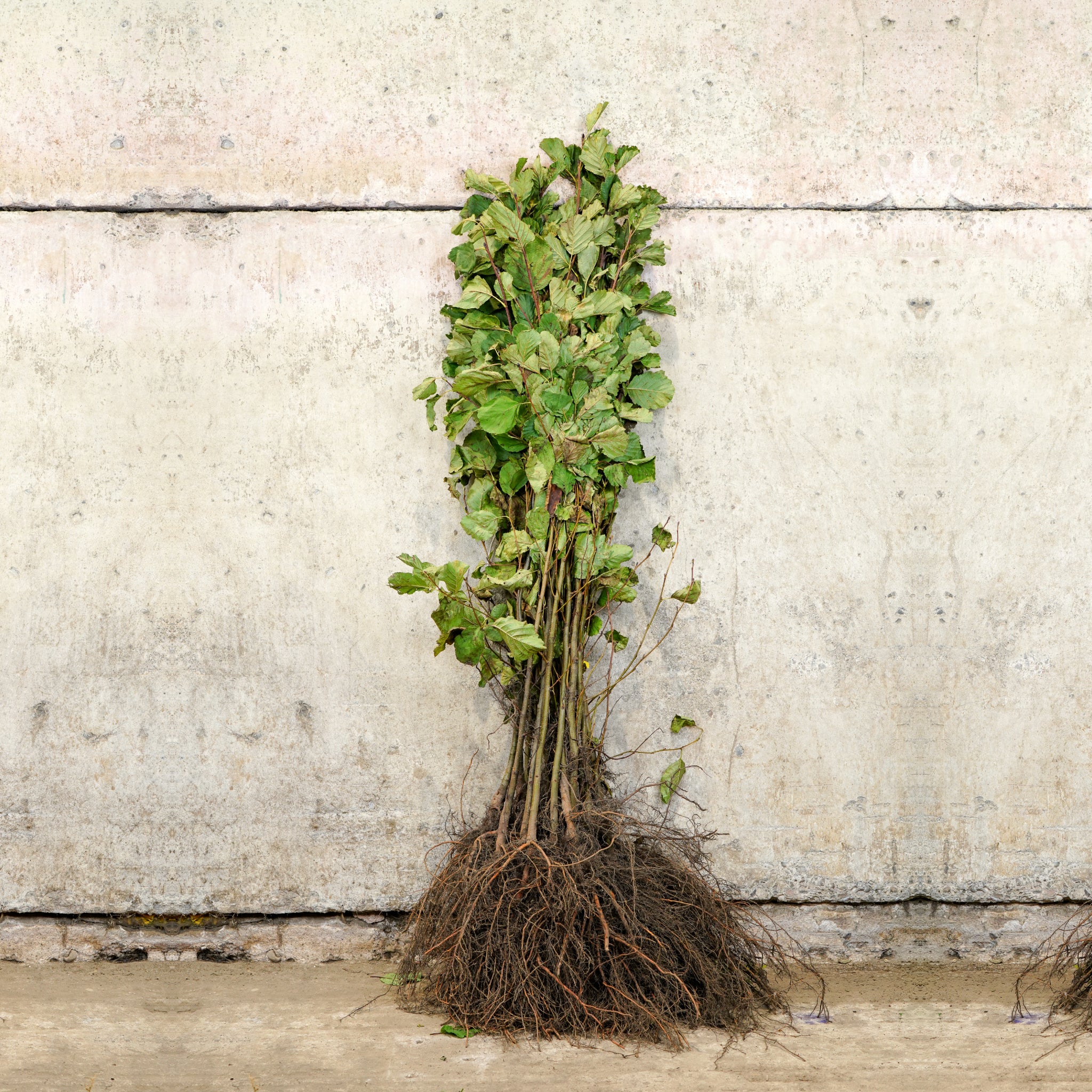 Common Alder bare root hedge 100-125cm