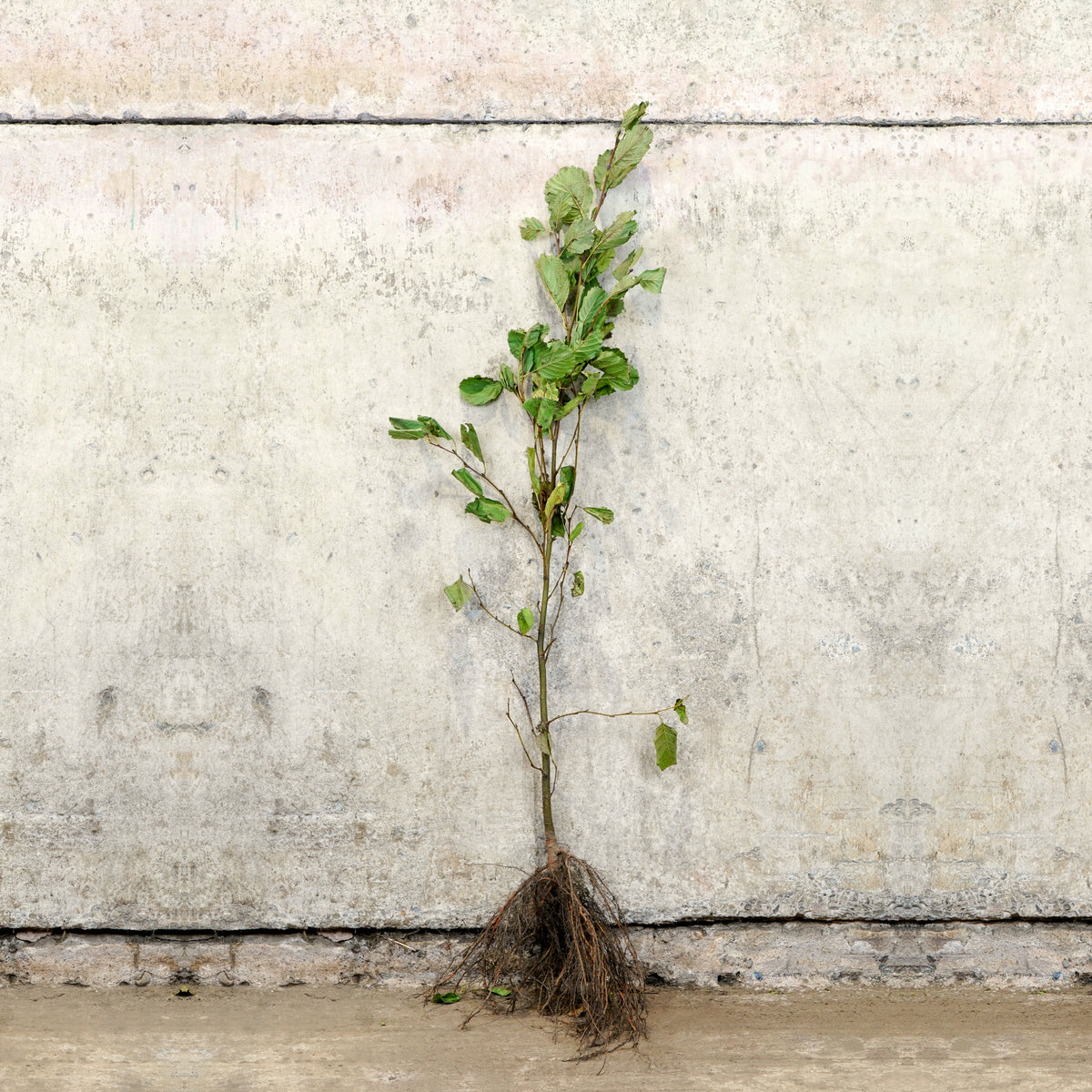 Common Alder bare root hedge 100-125cm – photo 2