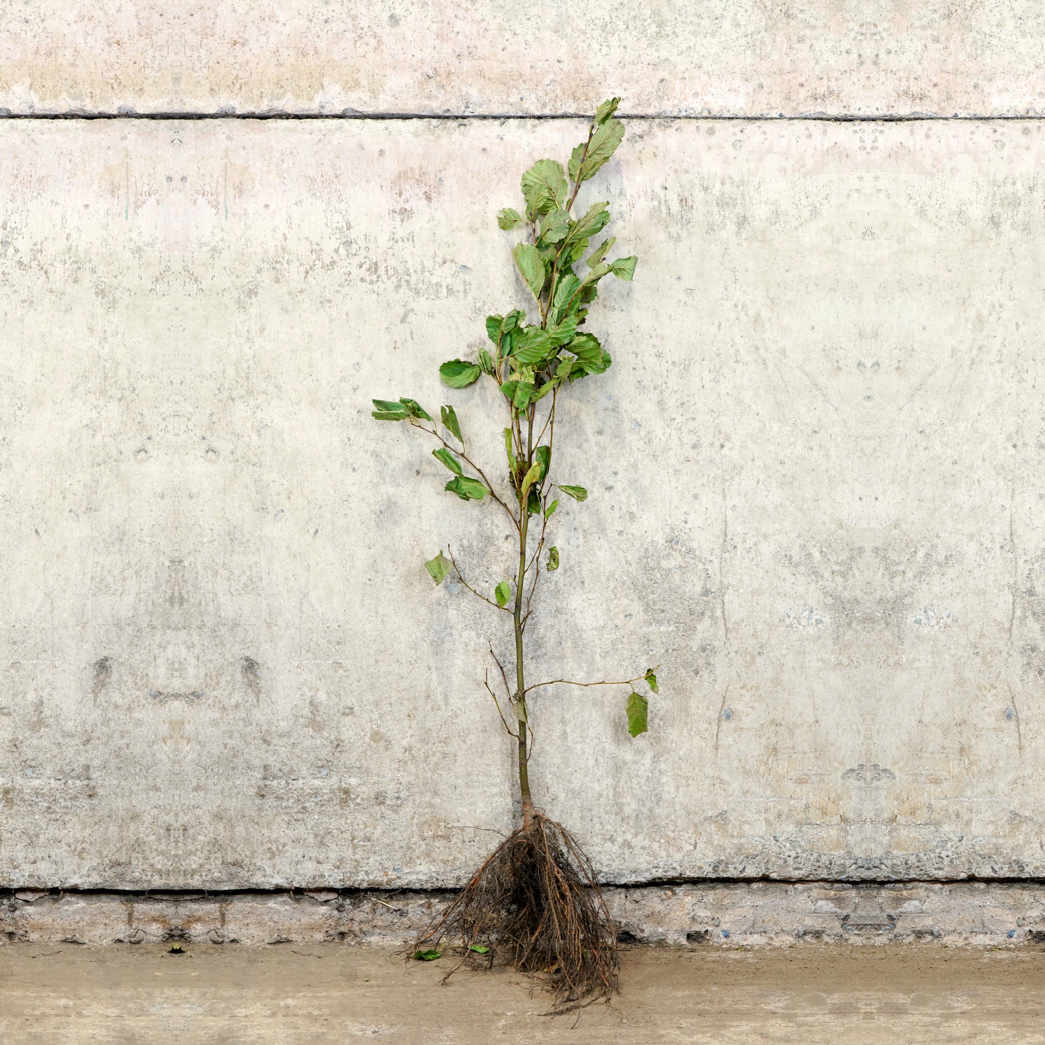 Common Alder bare root hedge 100-125cm