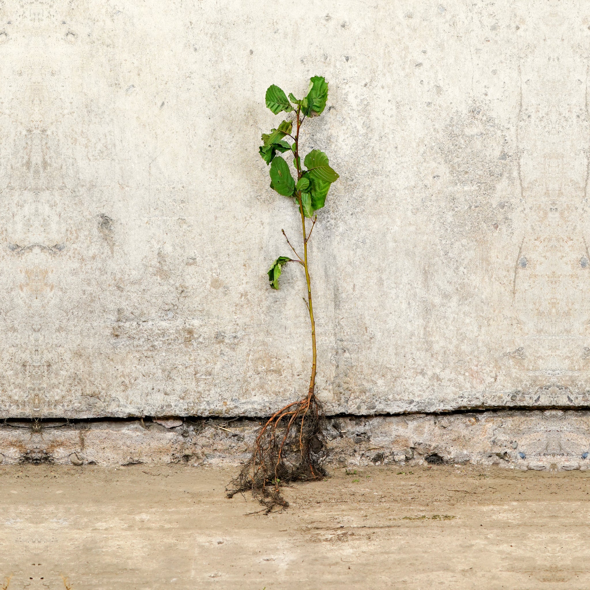 Common Alder bare root hedging 40-60cm