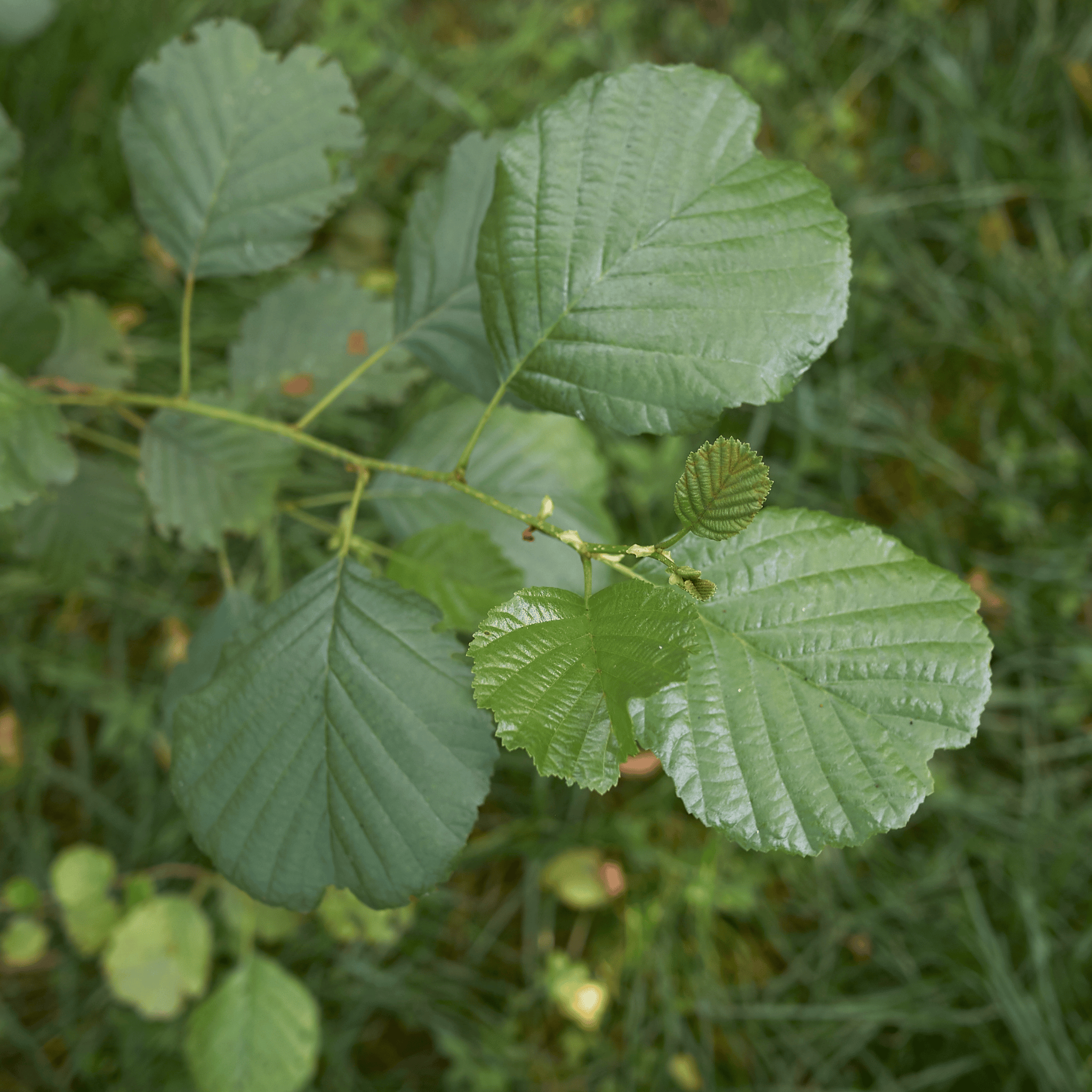 Common Alder (Alnus glutinosa) foliage detail