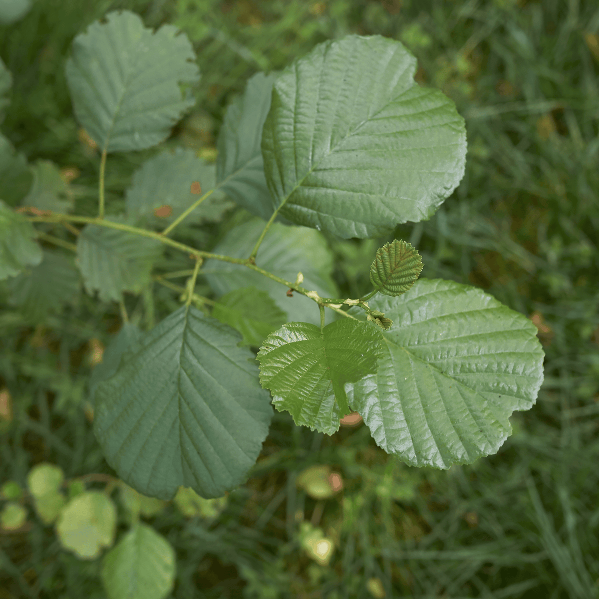Common Alder (Alnus glutinosa) foliage detail