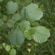 Common Alder (Alnus glutinosa) foliage detail