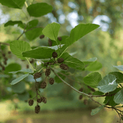 Common Alder (Alnus glutinosa) foliage detail – photo 2